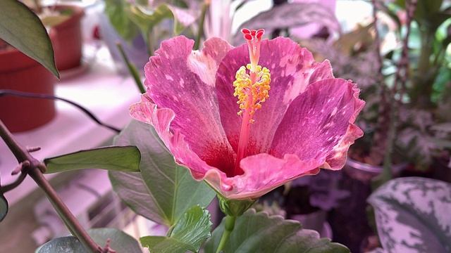 Таймлапс расцвет