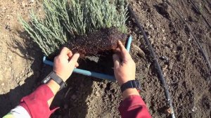 🌲 Разведение можжевельников БЛЮ АРРОУ (Blue Arrow) и СКАЙРОКЕТ (Skyrocket)