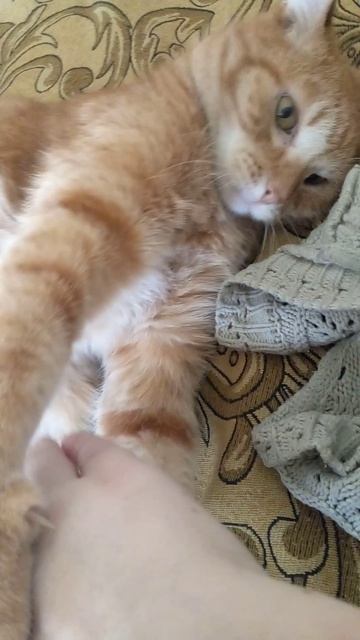 ВСЁ В ВОЛОСАХ, ВСЁ В ВОЛОСАХ. КОТ КУСУЧКА. Рыжик. Удивительные животные. #животные #коты #кошки