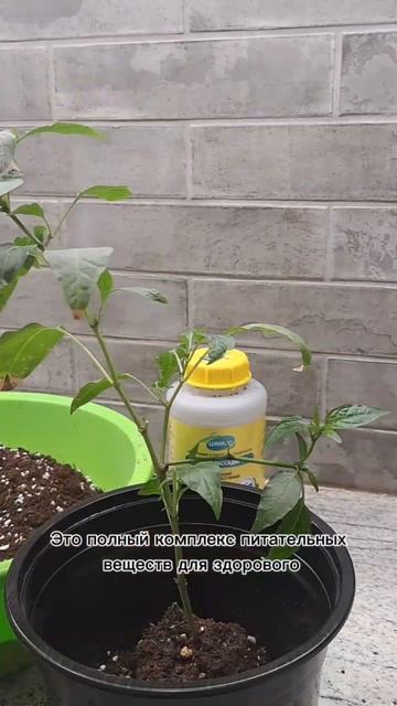 Выращивание острого перца дома: пересадка и уход
