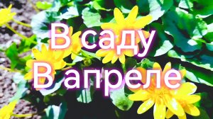 Что еще кроме нарцисов цветёт в саду! Без Муси никуда!😏