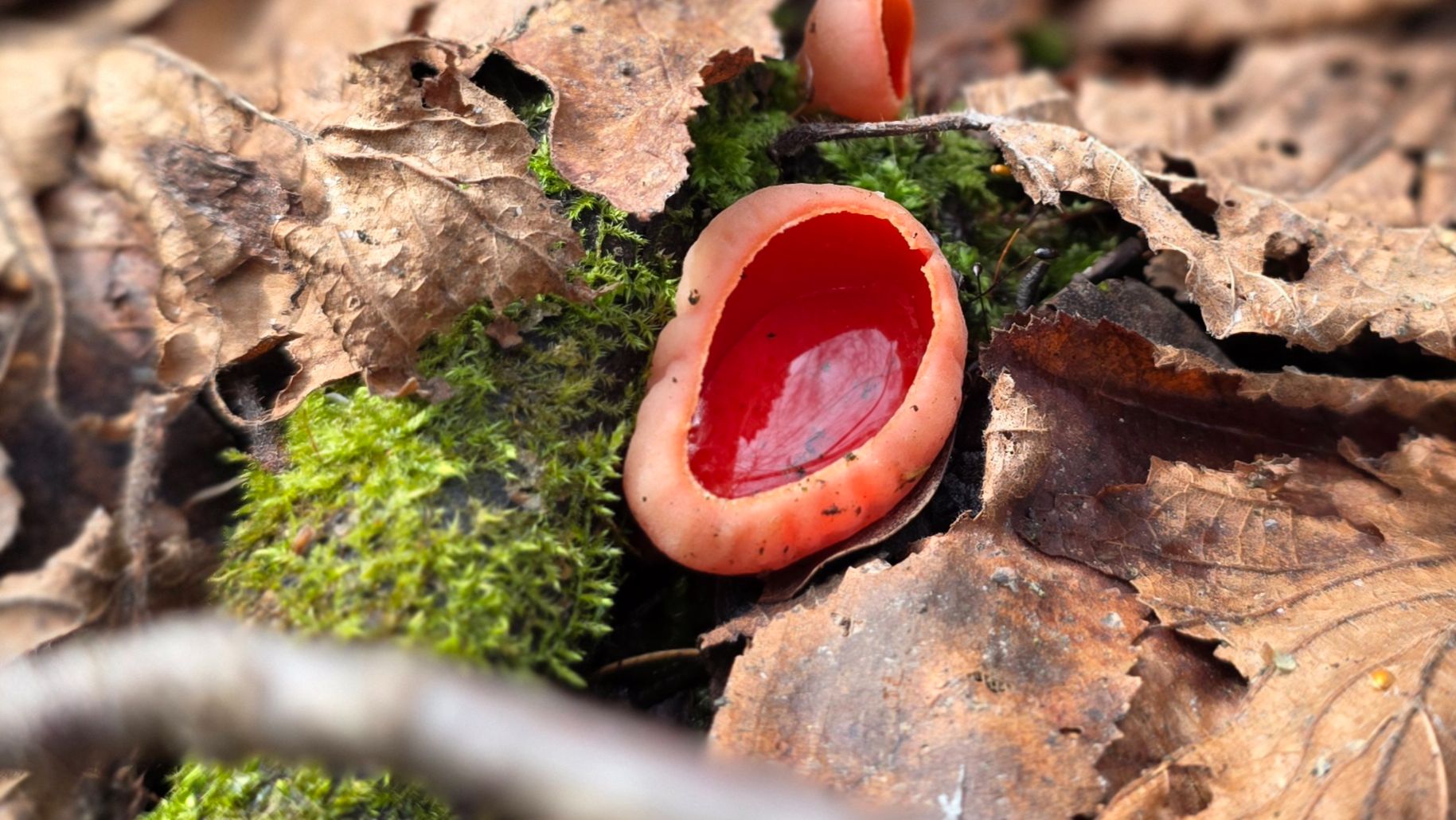 Грибной сезон 2026 открыт. Саркосцифа Алая в моей корзинке