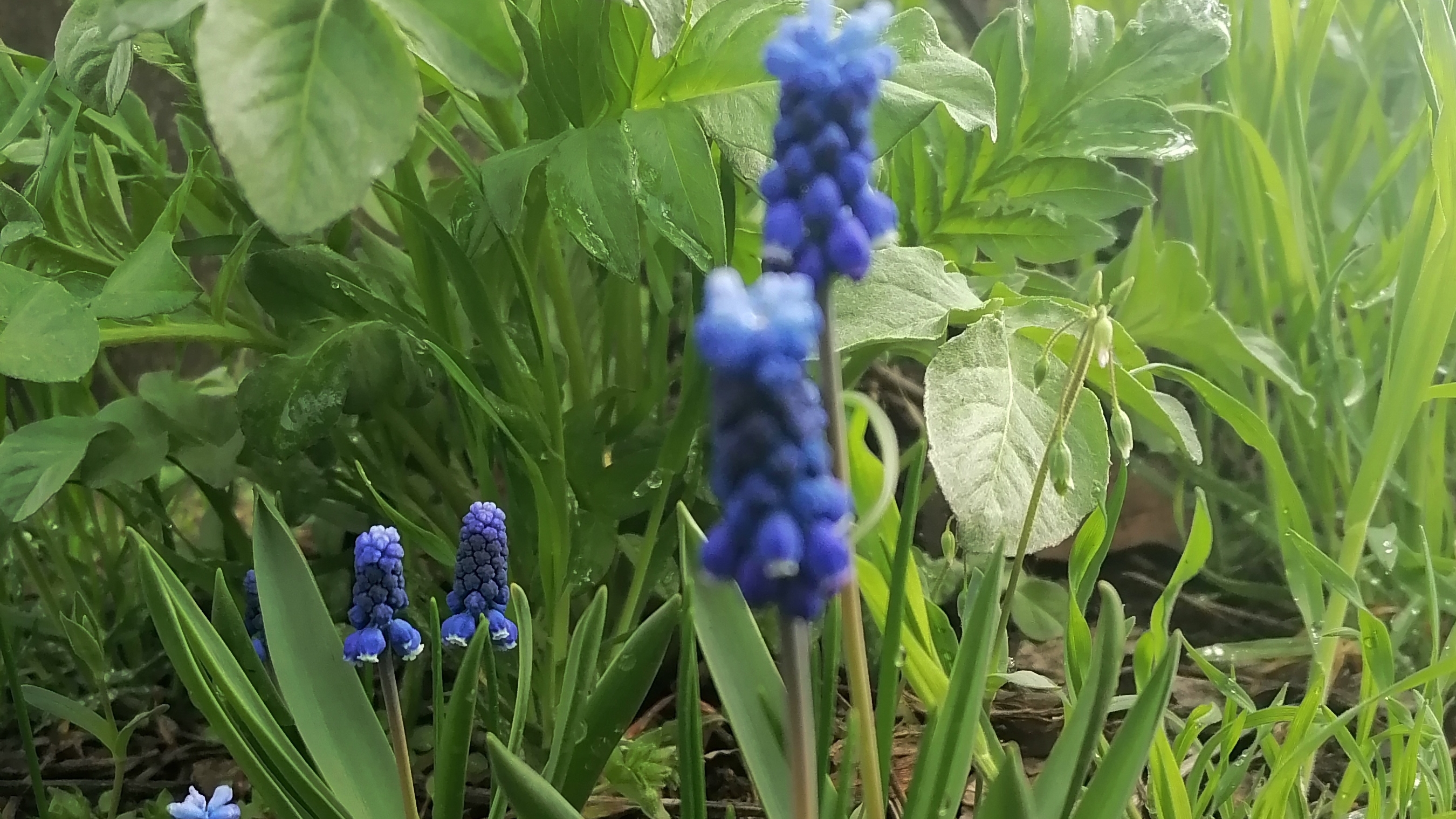 На даче / Что посеять в апреле на участке / Весна / Цветы / Влог