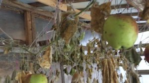 Сказка для внучек и не только