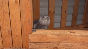 Нужен совет! Чем отделать балкон?