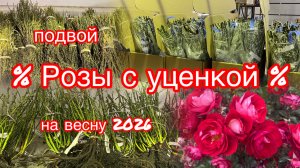 Розы с уценкой на весну 2026. Подвой и добавленные сорта.