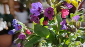 Первый весенний букетик от мужа!