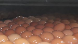 Как миллион яиц попадает с фермы на стол… Корейская яичная фабрика