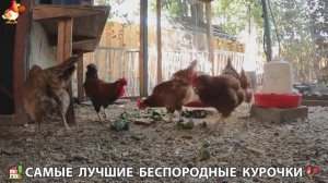 Цыплята и Курочки селяночки лучшие беспородные несушки 🥚 (463)