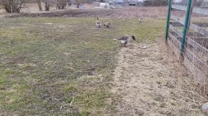 Даже в воскресенье в деревне 🏠 есть чем заняться ☝️ Пока гуси 🪿 и курочки 🐔🐓 на вольном выгуле