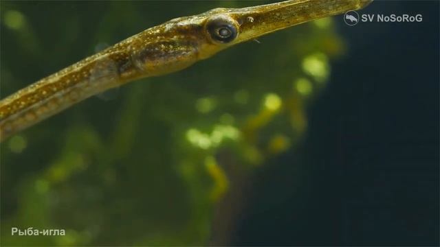 Что защищает представителей рода Обыкновенные морские иглы Common pipefishes  Syngnathus ?