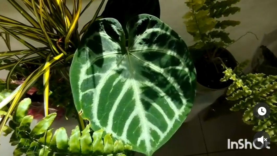 Выставка цветов, часть 2.🌴🌷🌵