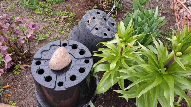 Обзор участка и ЧУДАЧЕСТВА мои. 6 апреля.