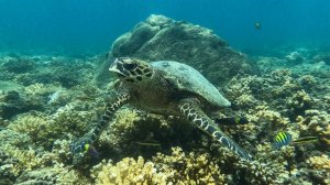 Российская компания сохранила право на разведку в Тихом океане