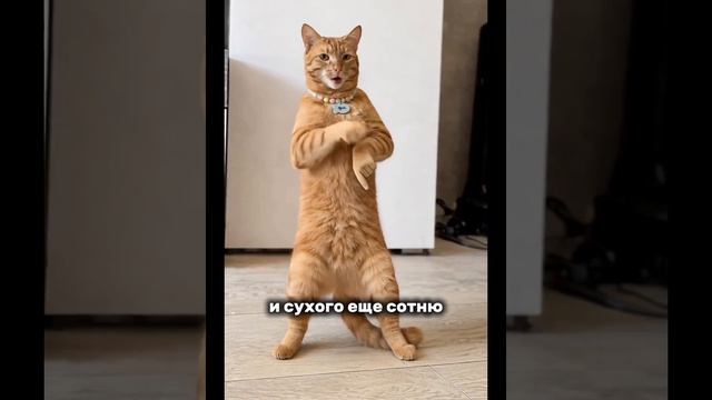 Приколы с собаками и котом 2025 осень