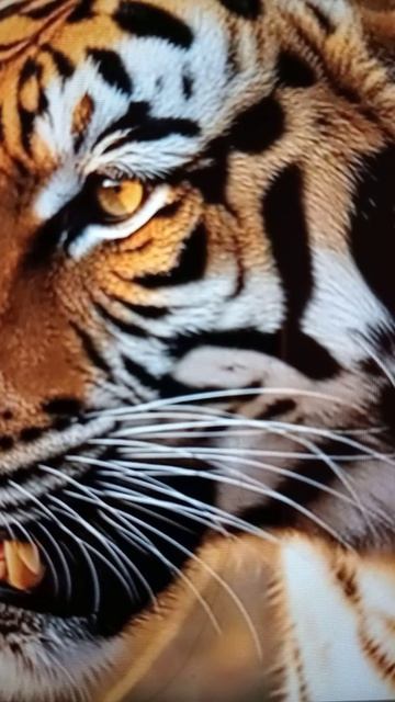 Встреча Тигра с Медведем🤔#Shorts