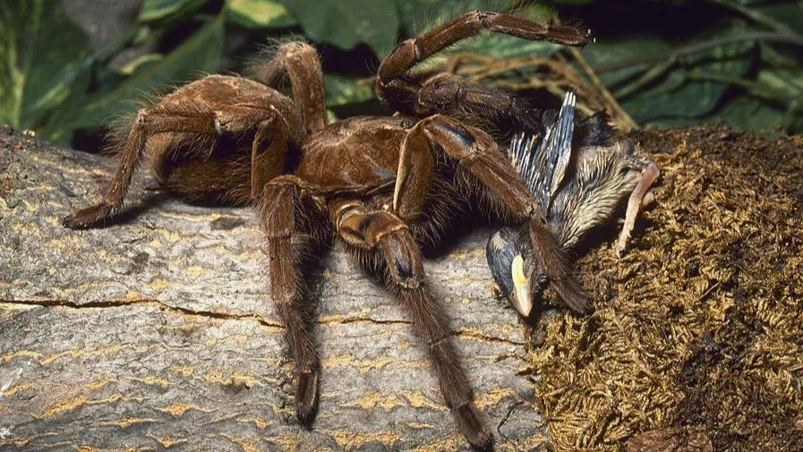 🎬👀Таинственный гигант Австралии: жизнь и охота австралийского тарантула 🦂🌵