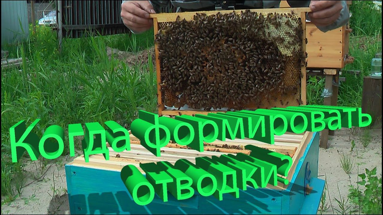 Оптимальные сроки формирования отводков - научный подход профессора Кашковского