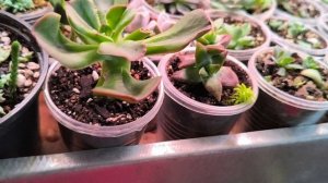 Как чувствуют себя суккуленты из замороженной посылки спустя неделю