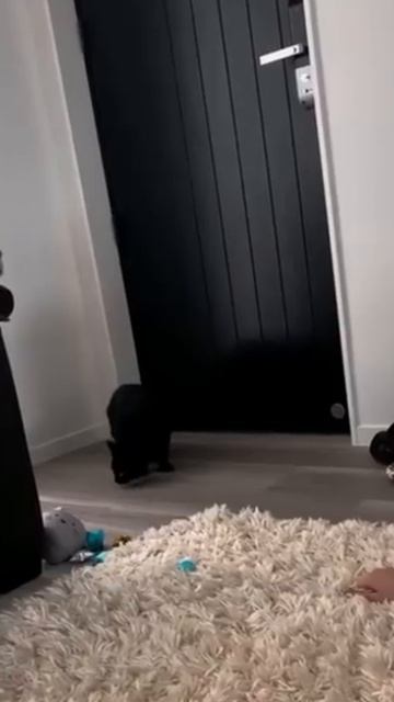 Драгоценная шерсть