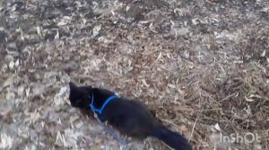 Недалеко собачка.