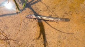 Зачем ты эту рыбу принёс