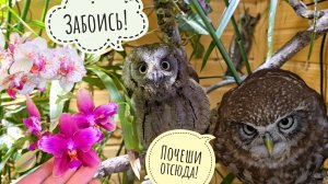 Совы и орхидеи - обзор! Полная совешня контента, а я не знаю, что показывать
