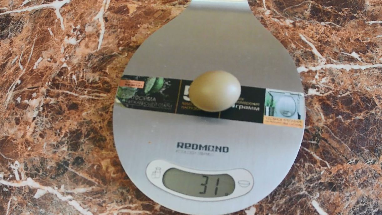 Фазаны снесли первое яйцо. Вес фазаньего яйца от девятимесячной самки.