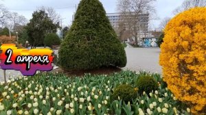 Магнолии 2 апреля. Анапа, центр