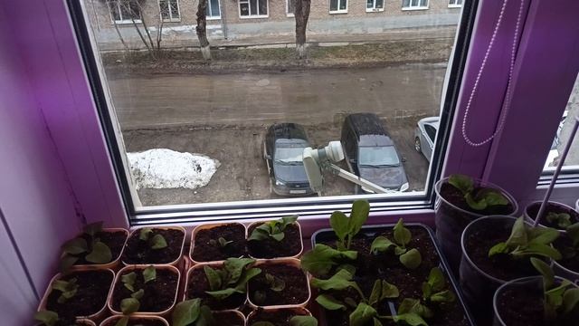 5.04.26 Жизнь на Урале обычной семьи!!!! Всех с Вербным воскресеньем