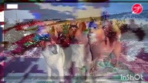 рва: новостикапибар2025