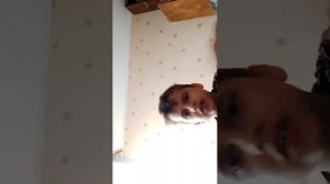 трансляция