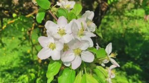 "Апрель". Автор стихотворения Вероника Филатова. Читает автор.