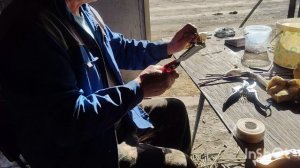 От ,, дичка,, до прививки. Сад Тоторова.