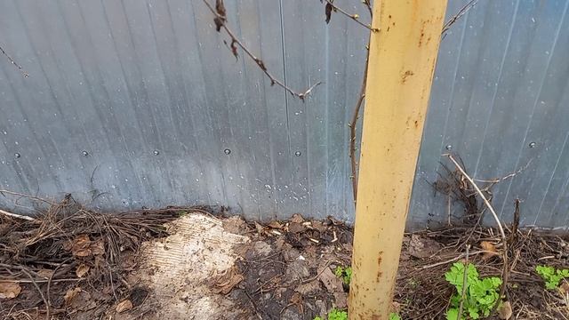 Сильный туман и сырость до обеда.Что проделала вчера вечером