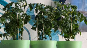 Для любителей🌱🪴🍅🫑🌶