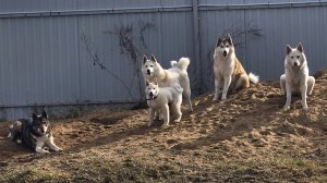 Щенка на всех хватит