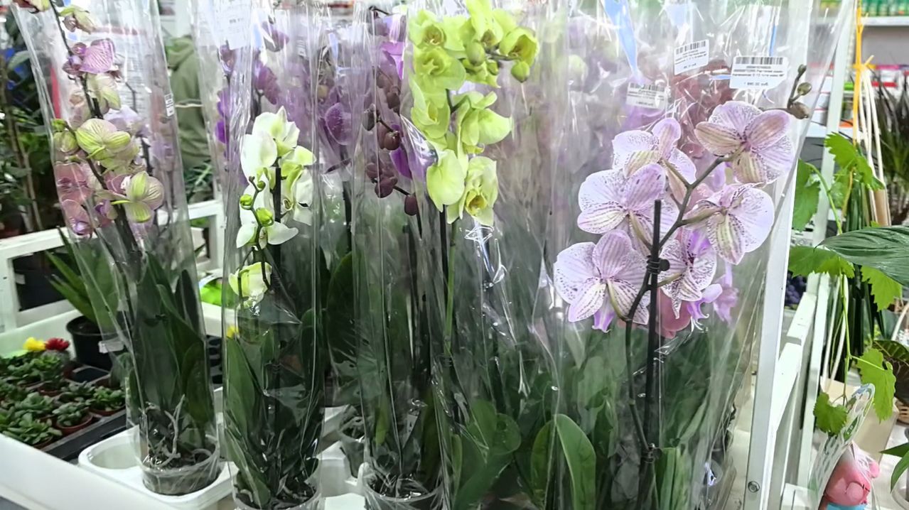 Новое поступление орхидей. Обзор. Пышные. Крутые. Как уйти без орхидеи 😲.