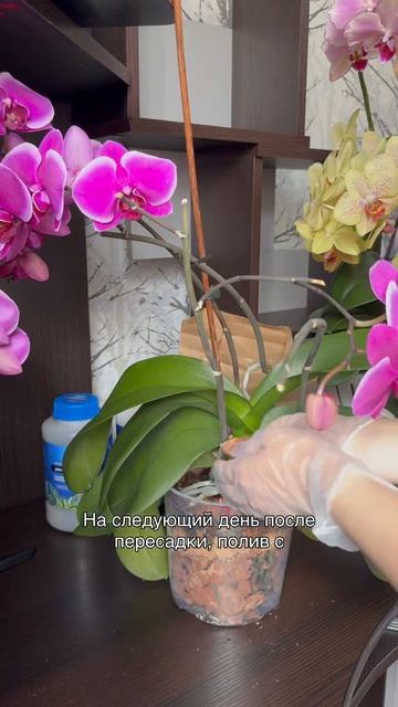 Пересадка орхидеи: уход после процедуры