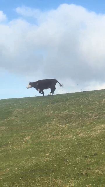 Бык и теленок