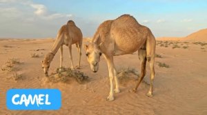 🍿🚜 Сможете ли вы угадать звук животного? 🐿️🐈⬛ Веселая игра для детей с животными  Звуки Видео