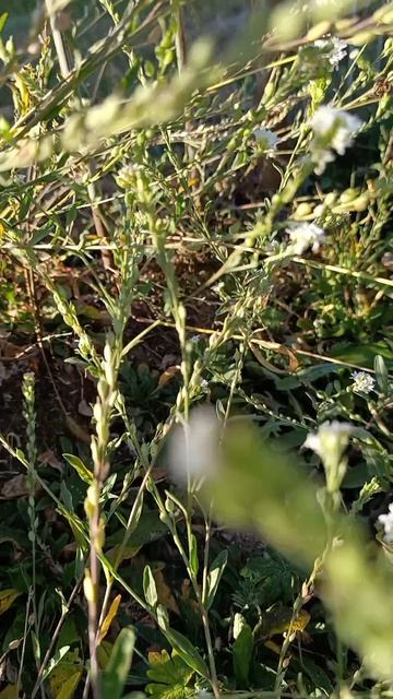 Донник белый