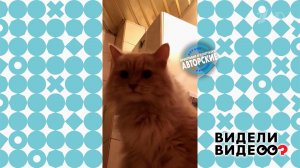Говорящий кот. Видели видео? Фрагмент выпуска от 05.04.2026