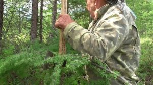 Как эвенки топором переносят ветки для подстилки в палатке