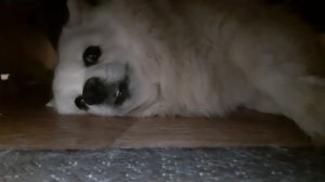 Собака смешно вылезает из под дивана. 05-04-2026