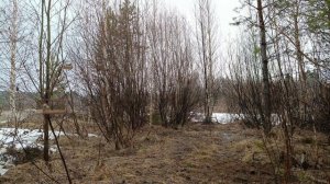 Ловля птиц 4 апреля