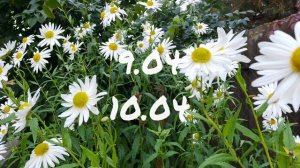 Лунный календарь Комнатного цветовода с6.04-12.04.26г.