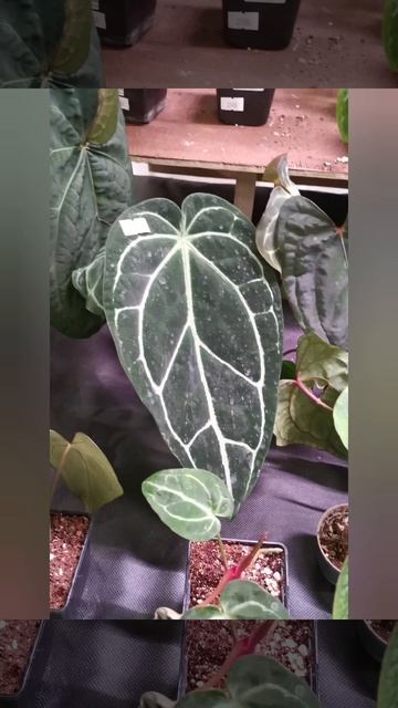 YouCut_20260405_172357406.mp4