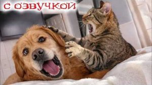 Приколы с котами! С Прикольной ОЗВУЧКОЙ! САМЫЕ смешные ЖИВОТНЫЕ! СМЕШНЫЕ коты!!!