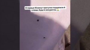 Девушка из Москвы показала, как ребёнок за первые 10 минут прогулки подцепил сразу 4 клеща в парке